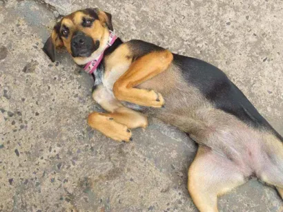 Cachorro raça burriler com viralata idade 7 a 11 meses nome Jully
