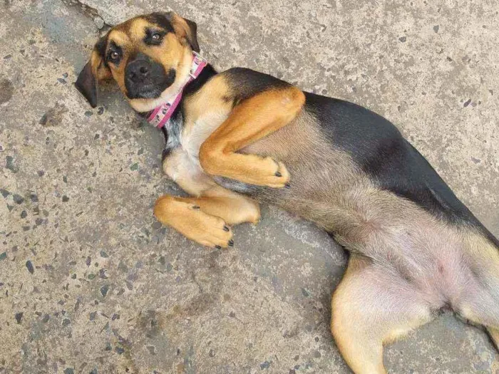 Cachorro raça burriler com viralata idade 7 a 11 meses nome Jully