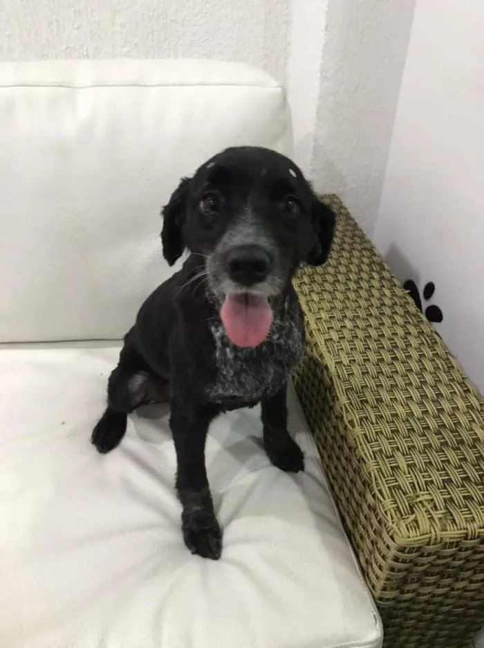 Cachorro raça SRD-ViraLata idade 3 anos nome PEROLA