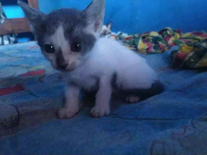 Gato ra a  idade Abaixo de 2 meses nome Ainda sem nome