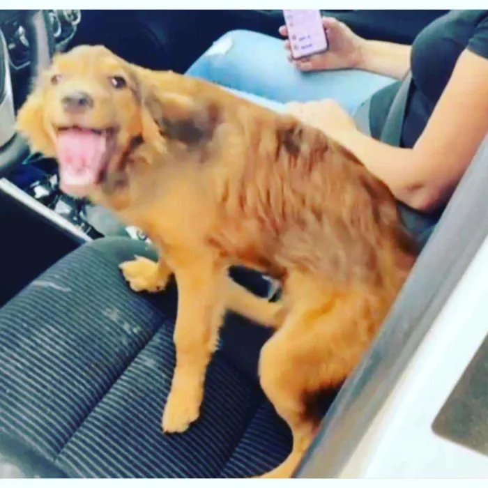 Cachorro ra a Não definida idade 7 a 11 meses nome Caramelo