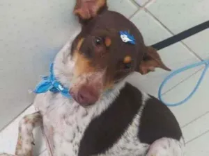 Cachorro raça SRD-ViraLata idade 3 anos nome PATATA