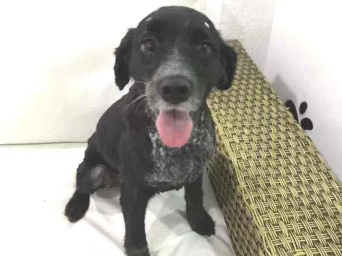 Cachorro raça SRD-ViraLata idade 3 anos nome PEROLA