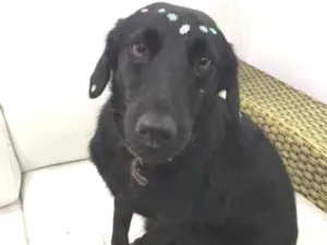 Cachorro raça SRD-ViraLata idade 3 anos nome NEGUINHA