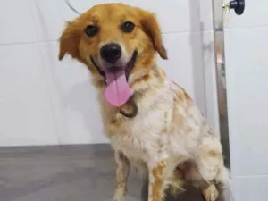 Cachorro raça SRD-ViraLata idade 3 anos nome RITINHA