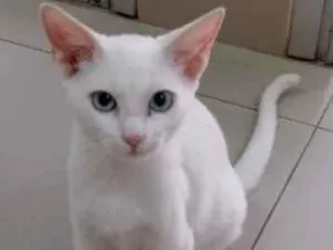 Gato raça Vira lata  idade 7 a 11 meses nome Kauã