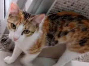 Gato raça Vira lata  idade 7 a 11 meses nome Juju