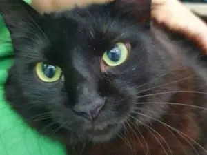 Gato raça Vira lata  idade 3 anos nome Anastacia 