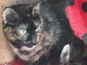 Gato raça Vira lata  idade 3 anos nome Zinha 