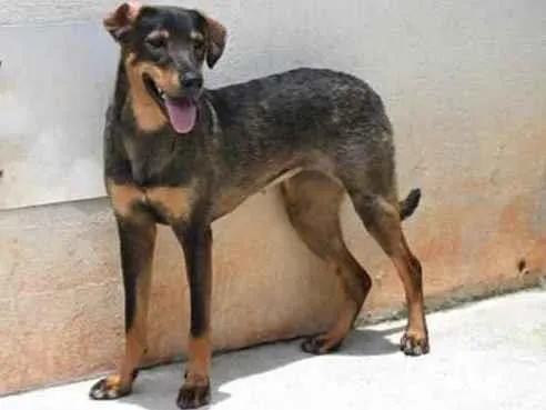 Cachorro raça Vira lata  idade 1 ano nome Mary