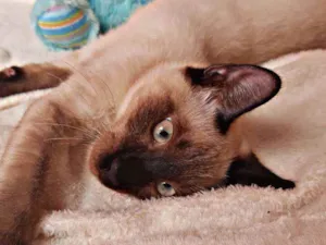 Gato raça Srd idade 2 a 6 meses nome Sem nome