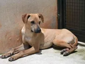 Cachorro raça Vira lata  idade 1 ano nome Alvaro 