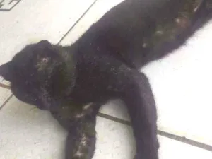 Gato raça Sem raça definida idade 3 anos nome Negão