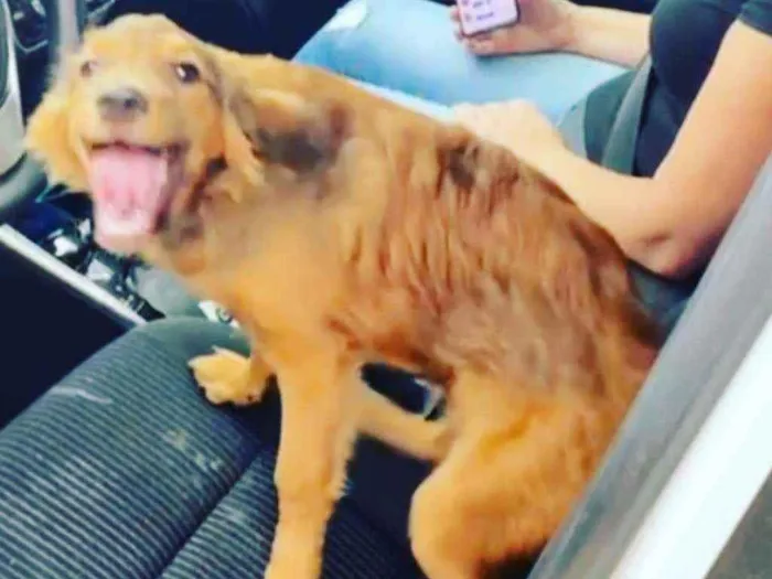 Cachorro ra a Não definida idade 7 a 11 meses nome Caramelo