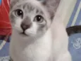 Antônio