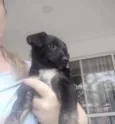 Cachorro raça Srd idade 2 a 6 meses nome Srd