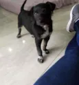 Cachorro raça Srd idade 2 a 6 meses nome Srd
