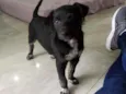 Cachorro raça Srd idade 2 a 6 meses nome Srd