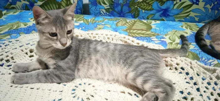 Gato ra a Srd idade 2 a 6 meses nome Jane 