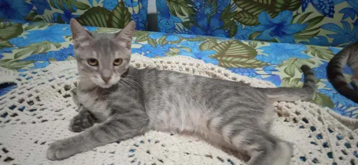 Gato ra a Srd idade 2 a 6 meses nome Jane 