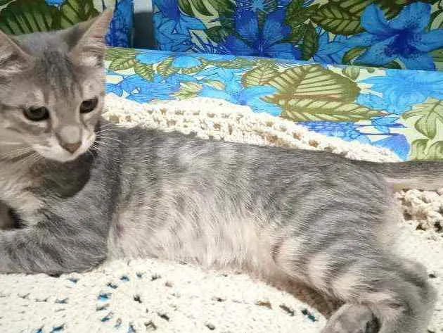Gato ra a Srd idade 2 a 6 meses nome Jane 