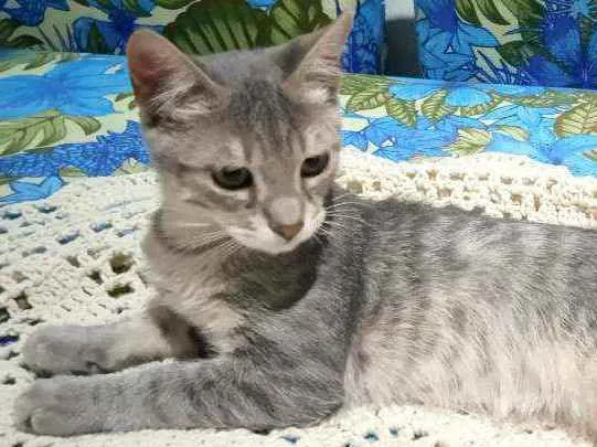 Gato ra a Srd idade 2 a 6 meses nome Jane 