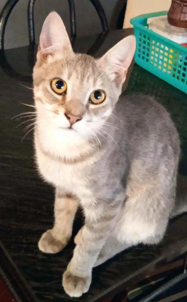Gato ra a Srd idade 2 a 6 meses nome Leopoldo Augusto