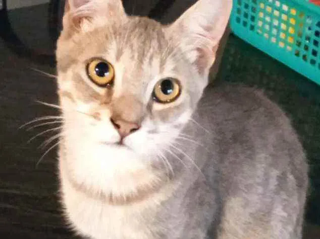 Gato ra a Srd idade 2 a 6 meses nome Leopoldo Augusto