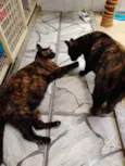 Mel  e Isis