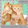 Smith e Mister