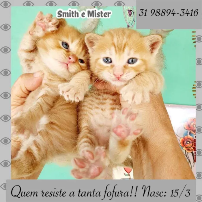 Cachorro raça SRD idade Abaixo de 2 meses nome Smith e Mister