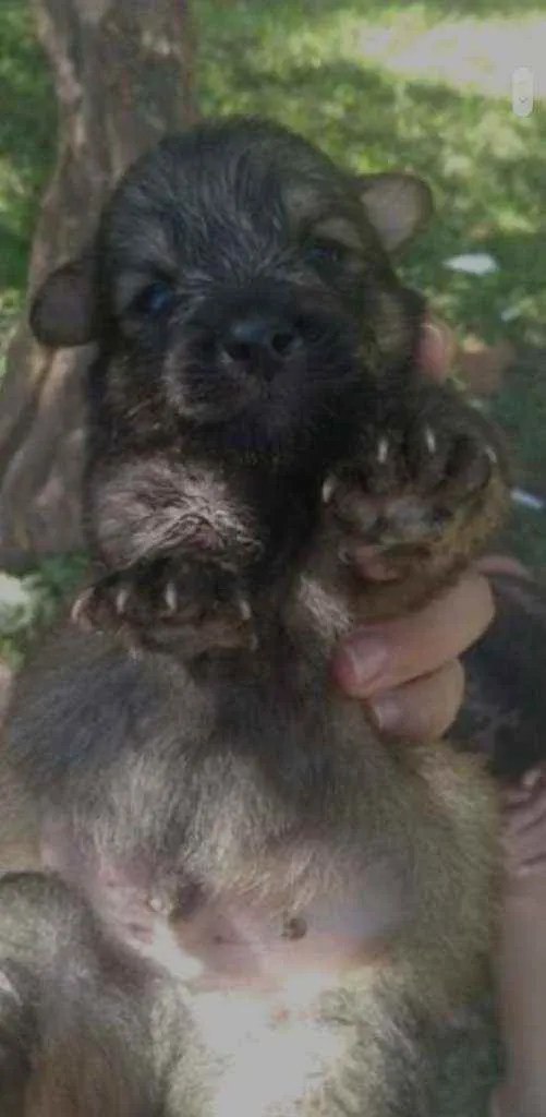 Cachorro ra a  idade Abaixo de 2 meses nome Filhote 