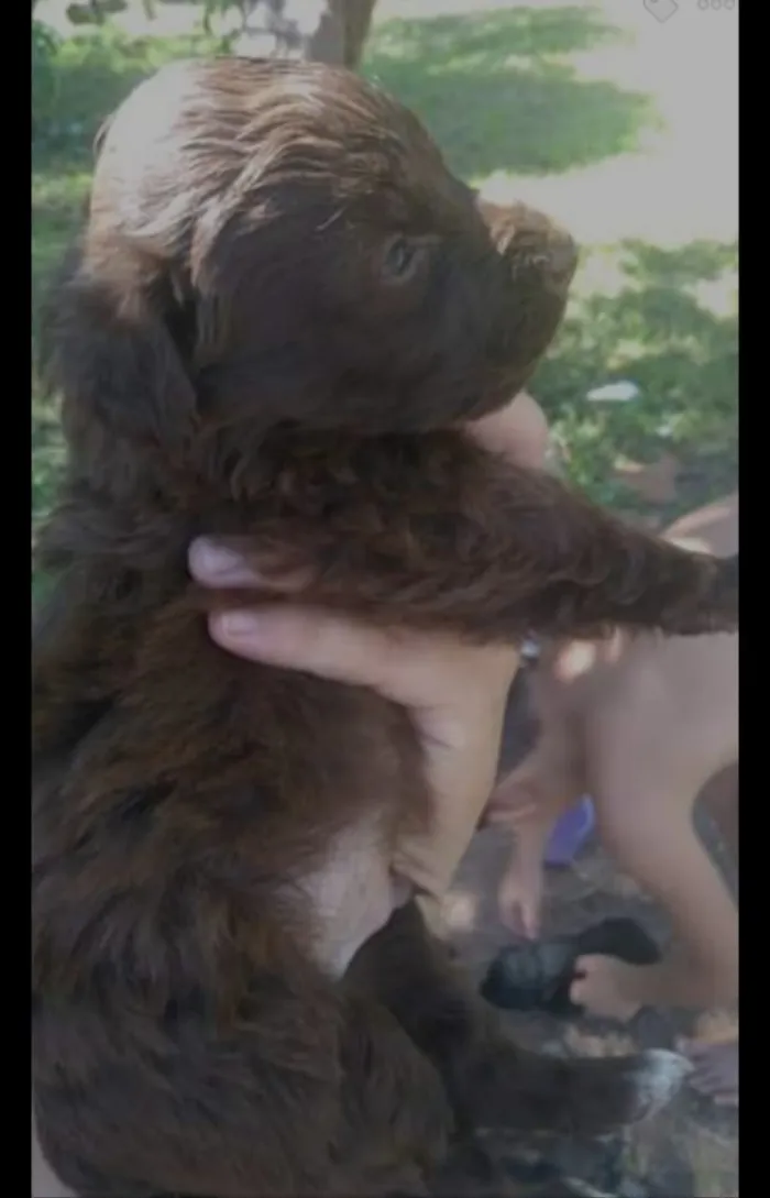 Cachorro ra a  idade Abaixo de 2 meses nome Filhote 