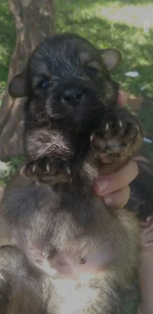 Cachorro ra a  idade Abaixo de 2 meses nome Filhote 