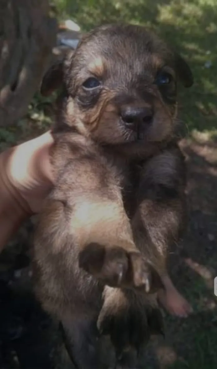 Cachorro ra a  idade Abaixo de 2 meses nome Filhote 