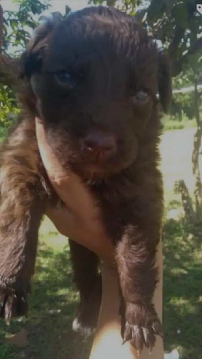 Cachorro ra a  idade Abaixo de 2 meses nome Filhote 