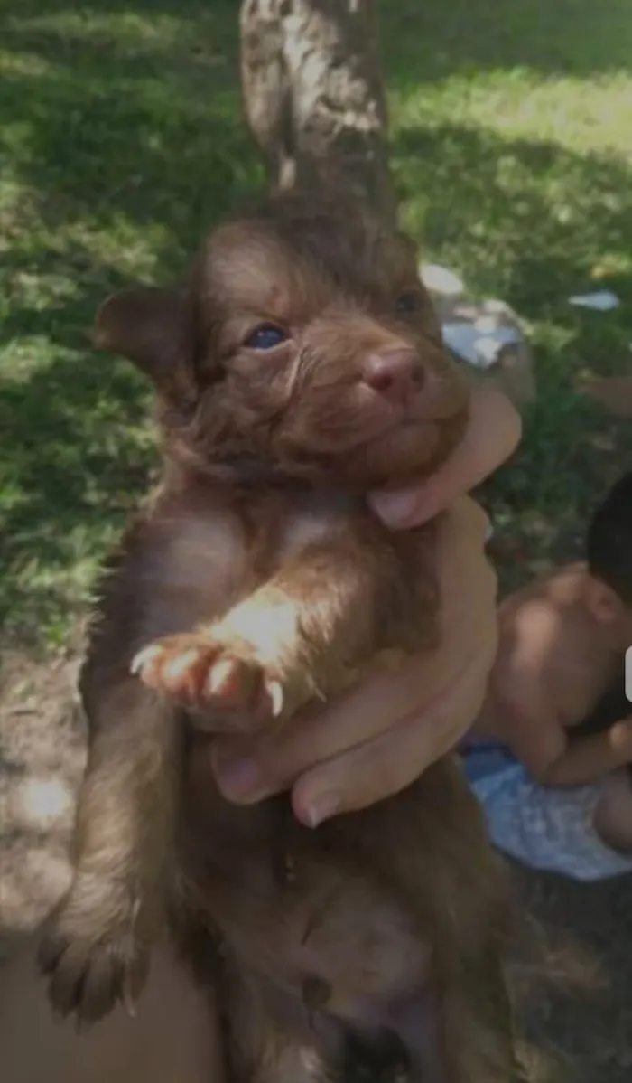 Cachorro ra a  idade Abaixo de 2 meses nome Filhote 