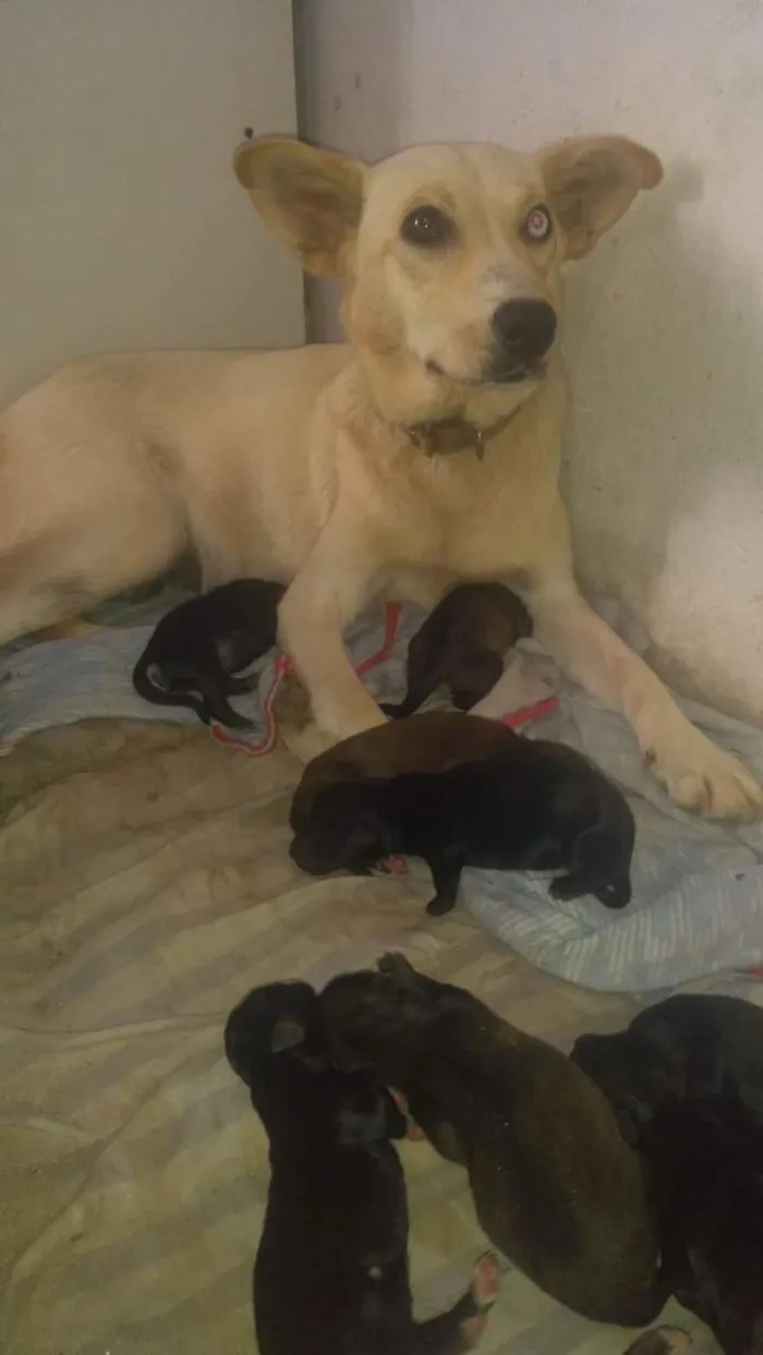 Cachorro ra a  idade Abaixo de 2 meses nome Filhote 