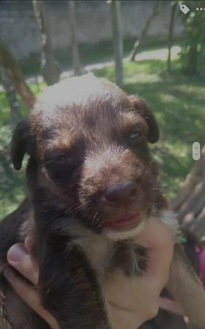Cachorro ra a  idade Abaixo de 2 meses nome Filhote 