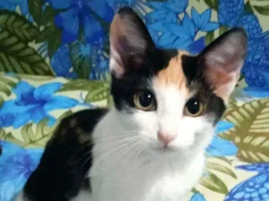 Gato raça Srd idade 2 a 6 meses nome Lili