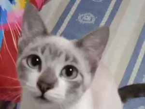 Gato raça Srd idade 2 a 6 meses nome Antônio 