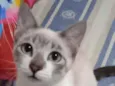Antônio
