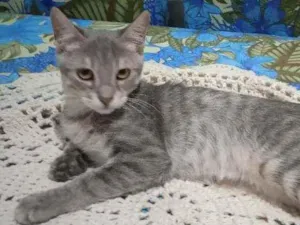 Gato raça Srd idade 2 a 6 meses nome Jane 