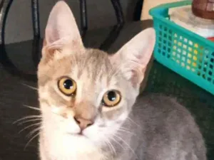 Gato raça Srd idade 2 a 6 meses nome Leopoldo Augusto
