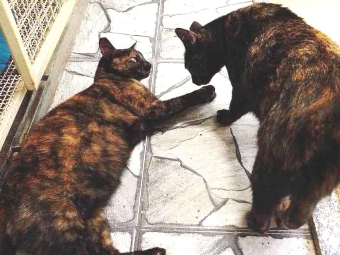 Gato ra a Srd idade 4 anos nome Mel  e Isis