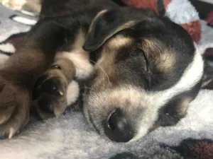 Cachorro raça Sem Raça Definida idade Abaixo de 2 meses nome Sem nome
