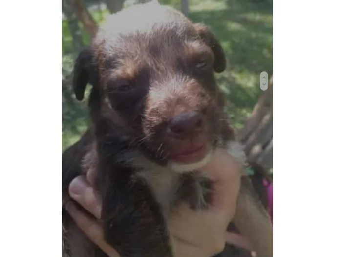 Cachorro ra a  idade Abaixo de 2 meses nome Filhote 