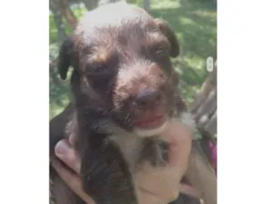 Cachorro raça  idade Abaixo de 2 meses nome Filhote 