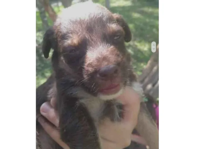 Cachorro ra a  idade Abaixo de 2 meses nome Filhote 