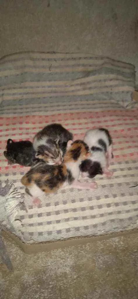Gato raça Não sei  idade 2 anos nome Caçadora 